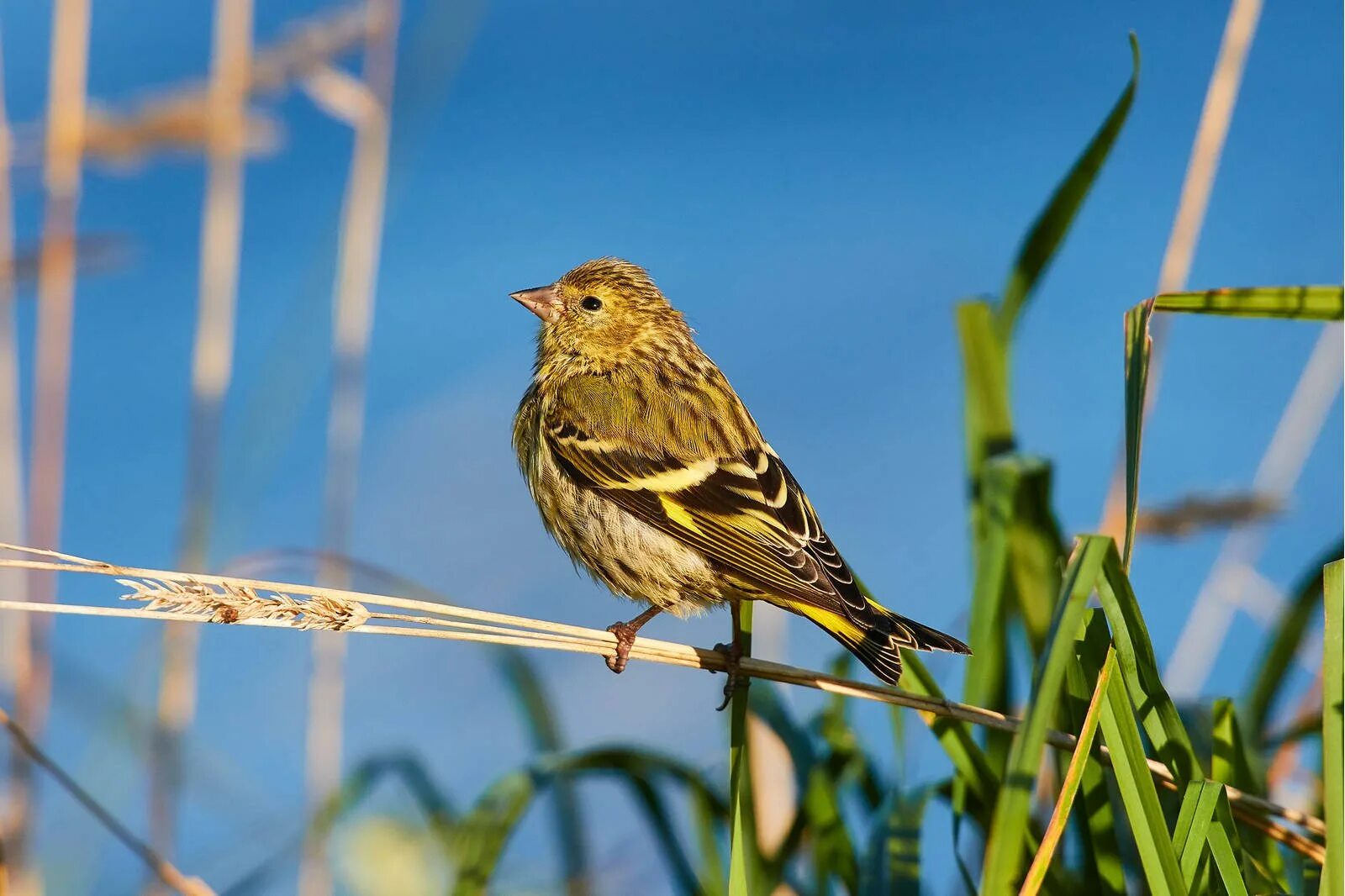 Чиж дурачок. Spinus Spinus Чиж. Чиж (Spinus Spinus l.). Spinus Spinus Жаворонок. Spinus Spinus птицы.