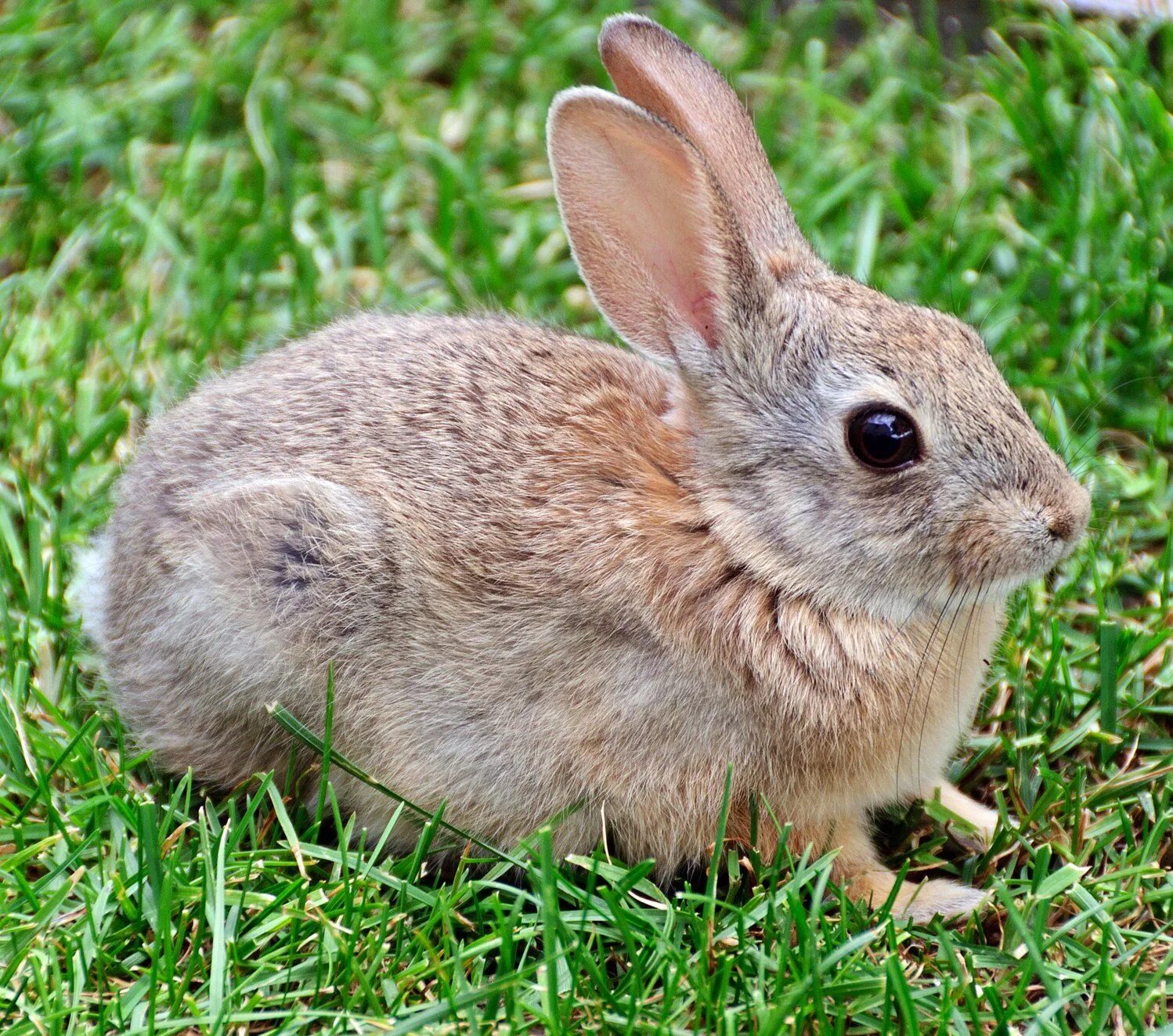 Rabbit type