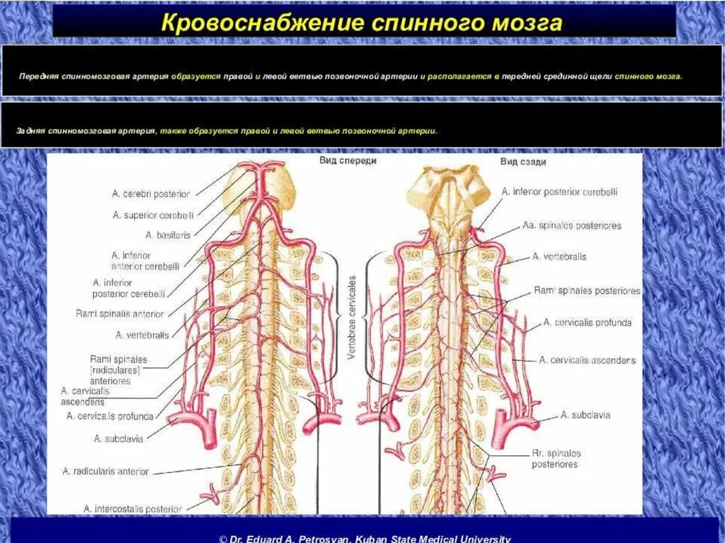 Задняя спинномозговая артерия анатомия. Спинномозговые ветви позвоночной артерии. Кровоснабжение спинного мозга анатомия. Схема кровоснабжения головного и спинного мозга.