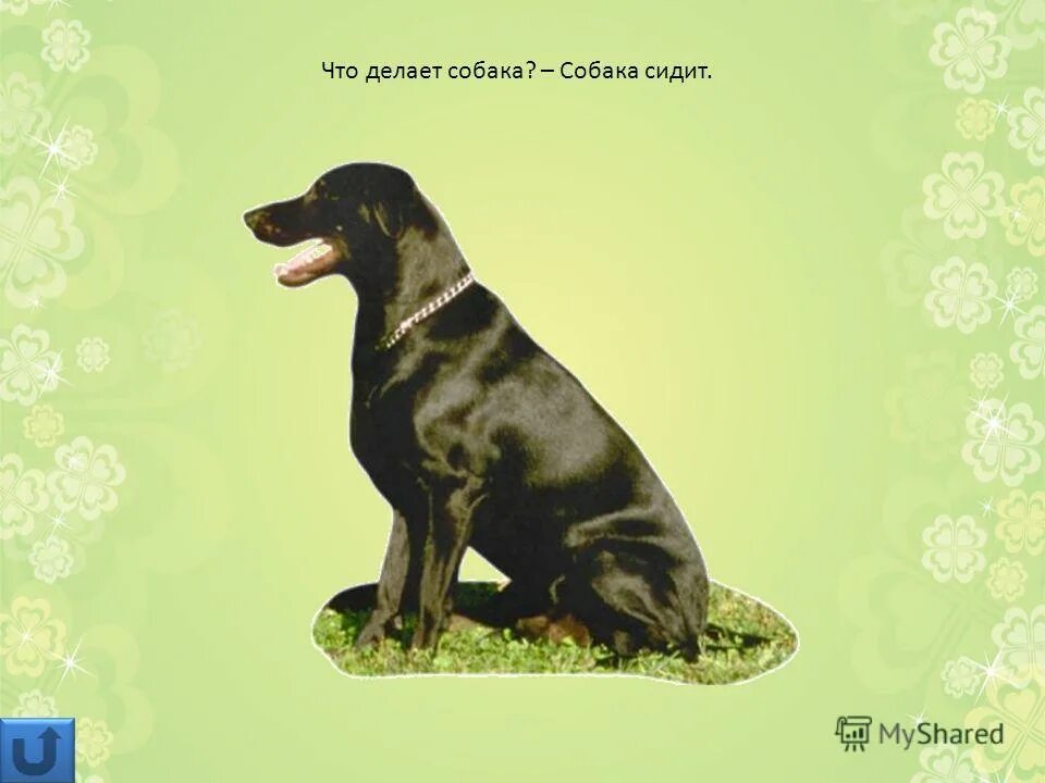 делать делать собаки. глаголы в картинках собака сидит. счастливый щенок лежит. нашкодившие животные. что делают собаки.