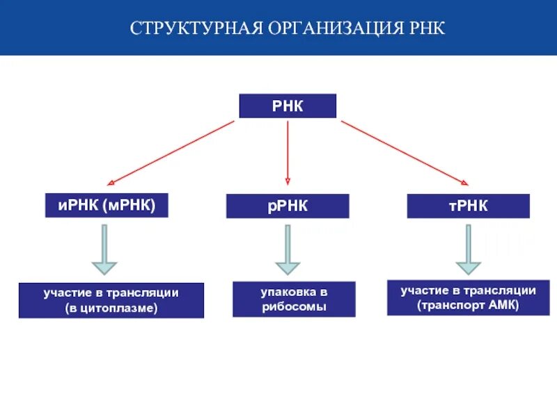 Уровни структурной организации РНК. Структурная организация РНК. Структурная организация матричной РНК. Уровни организации РНК.