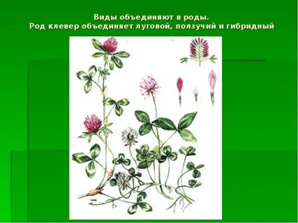 Систематические группы клевера лугового