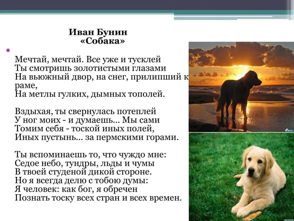 Собака Бунин стих. Бунин собака стихотворение текст. Собака Бунина.