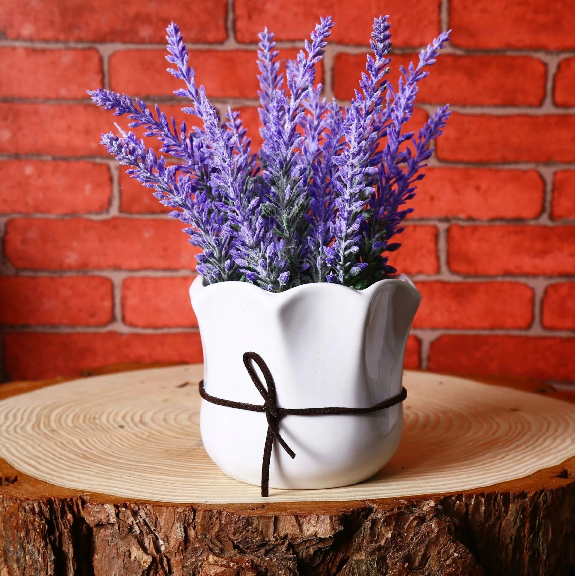 Лаванда дома. Лаванда цветы микрозелень. Гибридная голландская лаванда. Лаванда горшечная. Лаванда узколистная посадка.