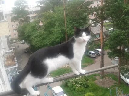 Инстинкты кошек