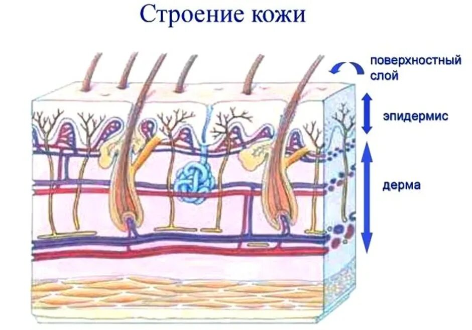 Кожа человека для детей. Кожа иллюстрация анатомия. Строение кожи. Кожа человека. Строение кожи рисунок.