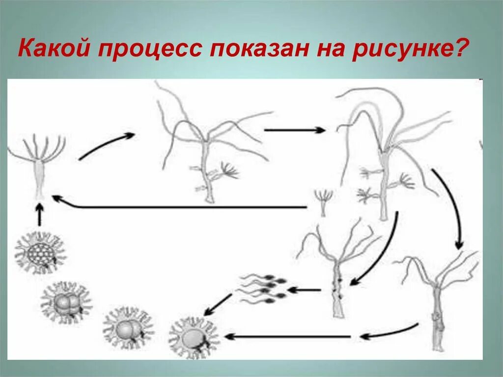 Схема какого природного процесса изображена на рисунке. Какой процесс показан на рисунке. Какой процесс изображен на рисунке?. Жизненный цикл животных кишечнополостных. Выделительная система кишечнополостных.