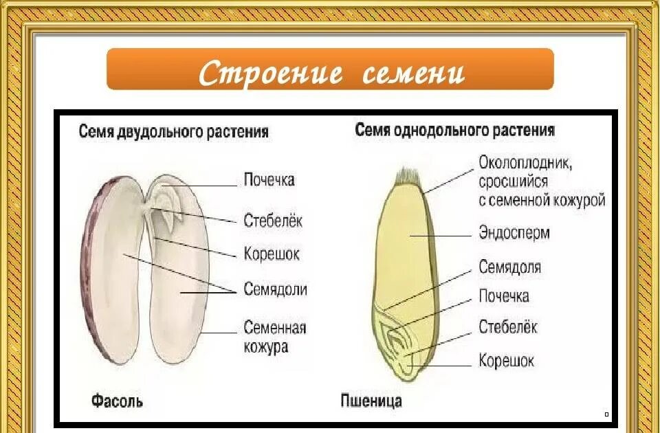Рисунок двудольных. Строение семени однодольного растения пшеницы. Семена однодольных растений строение. Строение семени цветковых растений. Схема семени двудольного растения.