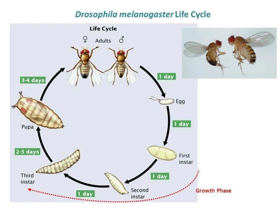 Сколько живут мухи. Цикл развития мухи дрозофилы. Drosophila melanogaster жизненный цикл. Личинки Drosophila melanogaster. Цикл развития дрозофилы Меланогастер.