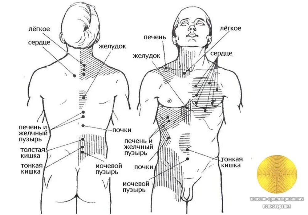 Массаж области живота. Точка проекции желчного пузыря. Схема расположения триггерных точек на теле человека. Болевые точки и зоны кожной гиперестезии при желчнокаменной болезни. Рефлекторные зоны Захарьина-Геда схема.