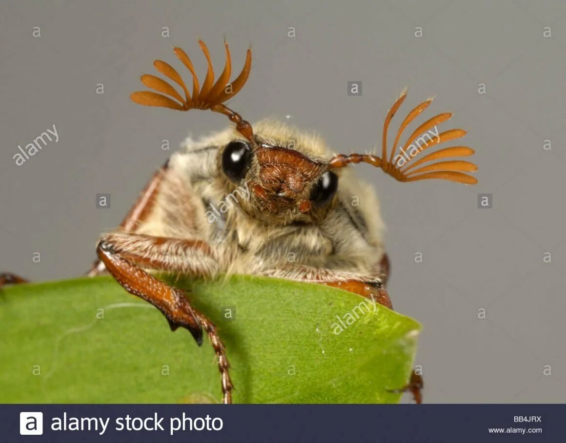 May bug