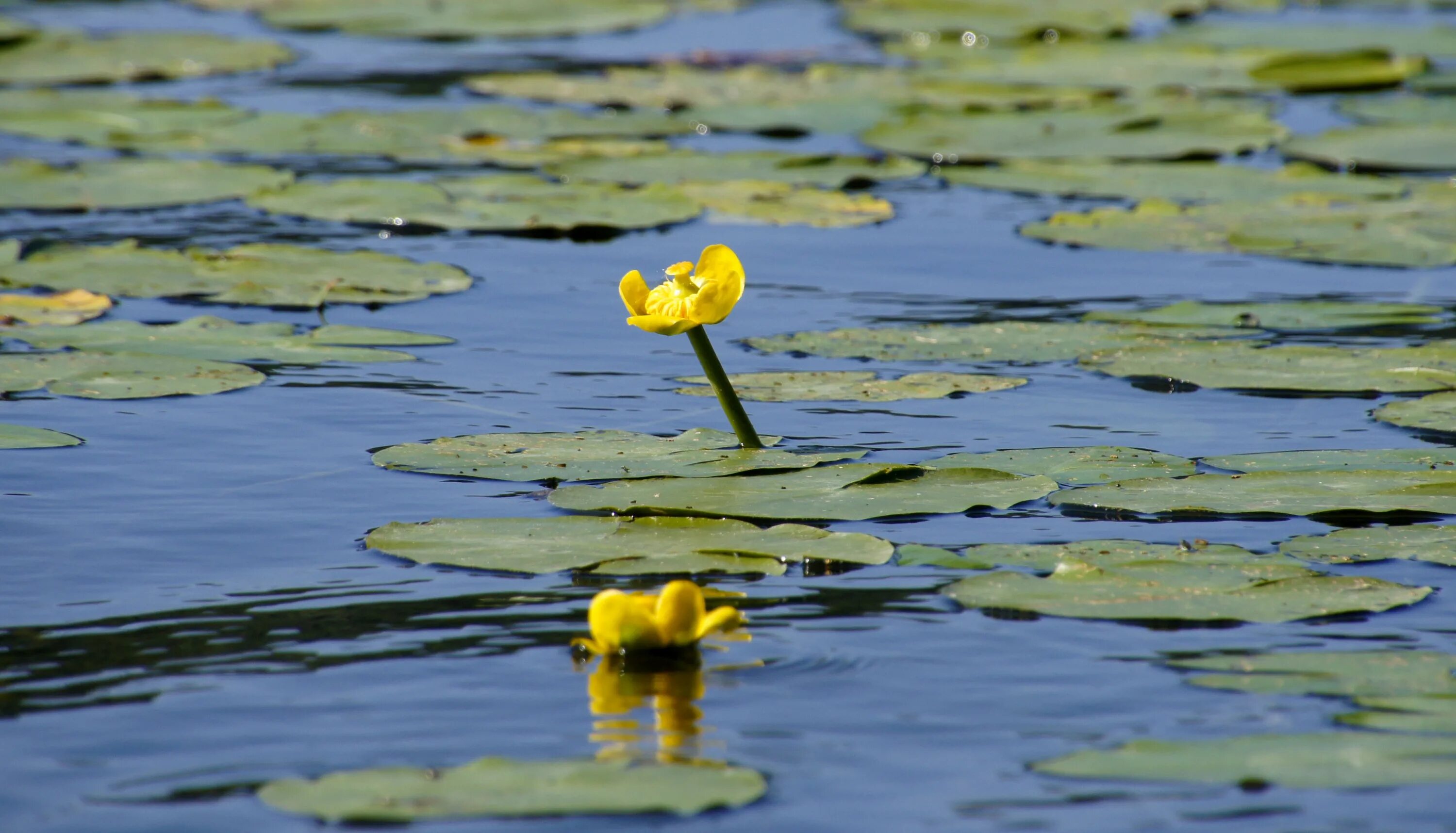 Кувшинка желтая кубышка. Кубышка желтая водяная Лилия. Кубышка жёлтая водные растения. Кубышка Прудовая. Желтая кувшинка на воде