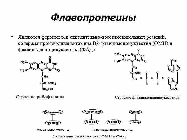 Окислительно восстановительные ферменты. Структура и функции ФМН И ФАД. Флавопротеиды структура и функции. FMN пример ферментов. Строение флавопротеинов.