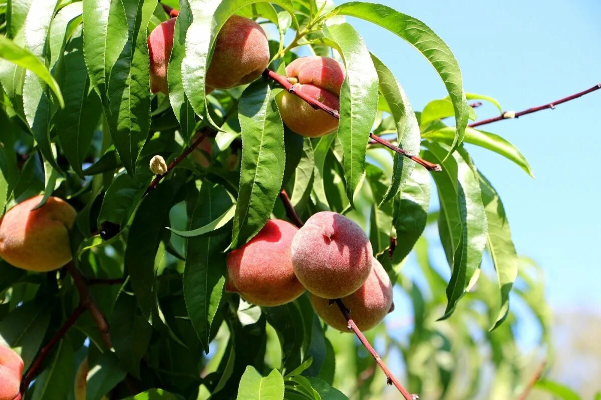сорт персика воронежский кустовой.