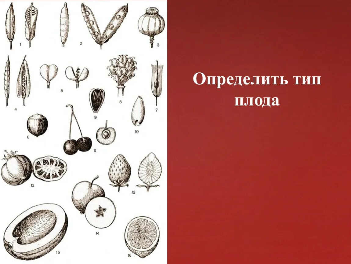 Какие типы плодов изображены на рисунке. Тип плода. Типы плодов. Плоды типы плодов. Типы плодов растений.