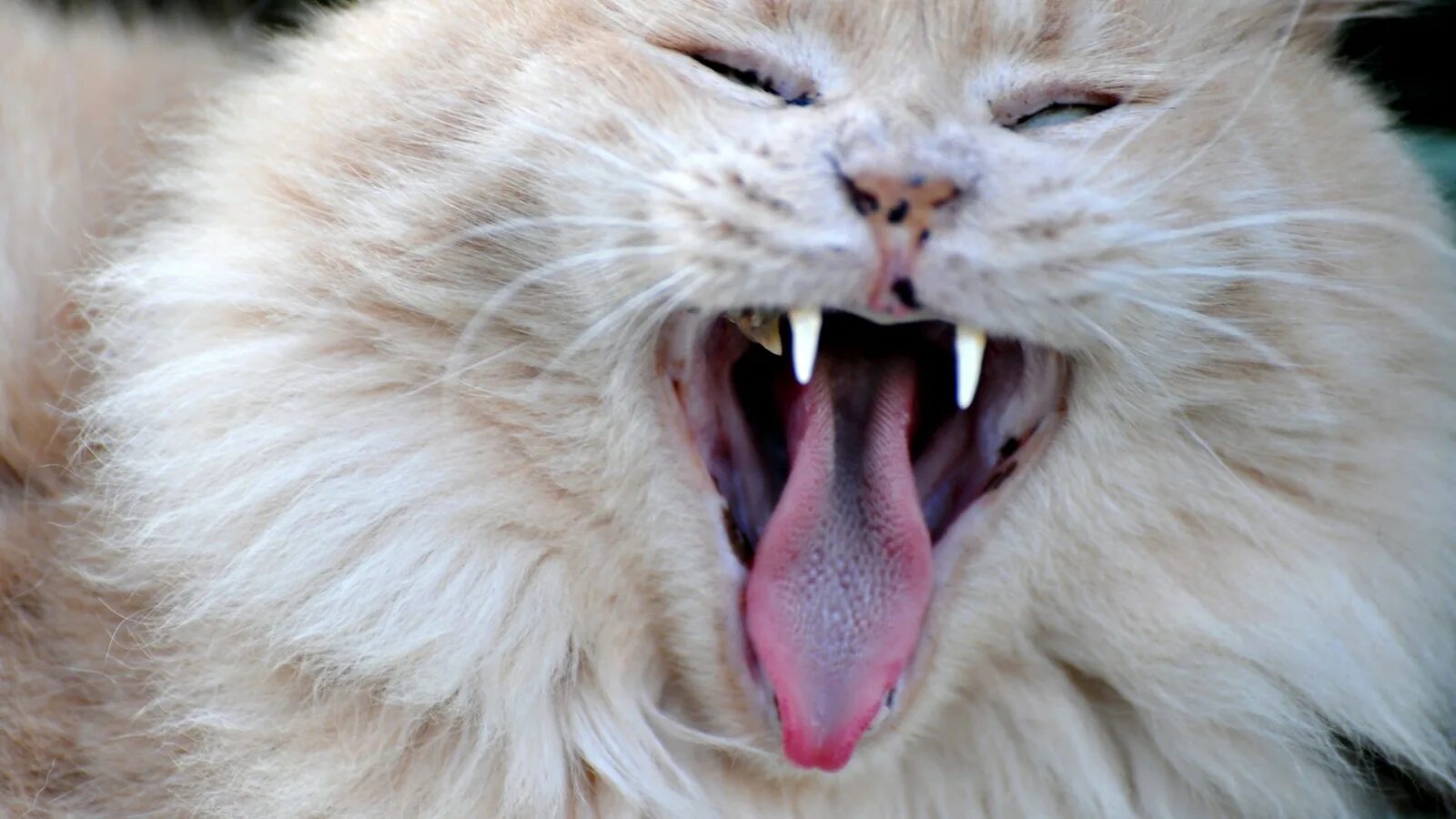 Researchers Developed A Cat Brush That Looks and Works Like a Feline T Cats, Cat