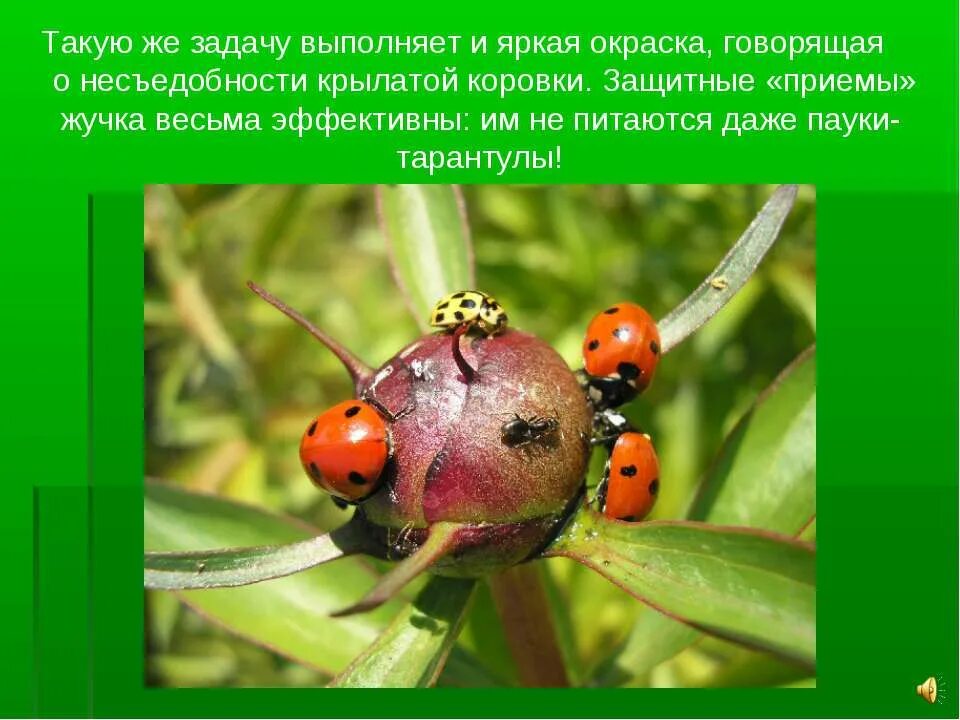 почему божью коровку так назвали. божья коровка почему так называется. яркая окраска божьи коровки. название бодъей короаки. интересные факты о божьей коровке.