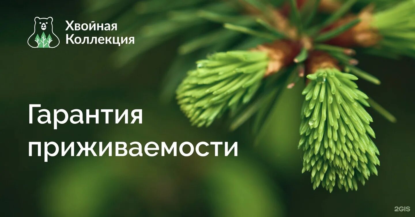 Питомник коллекция хвойных растений. Пихта конколор. Хвойная коллекция. Хвойная коллекция. Pinus sylvestris wintergold.