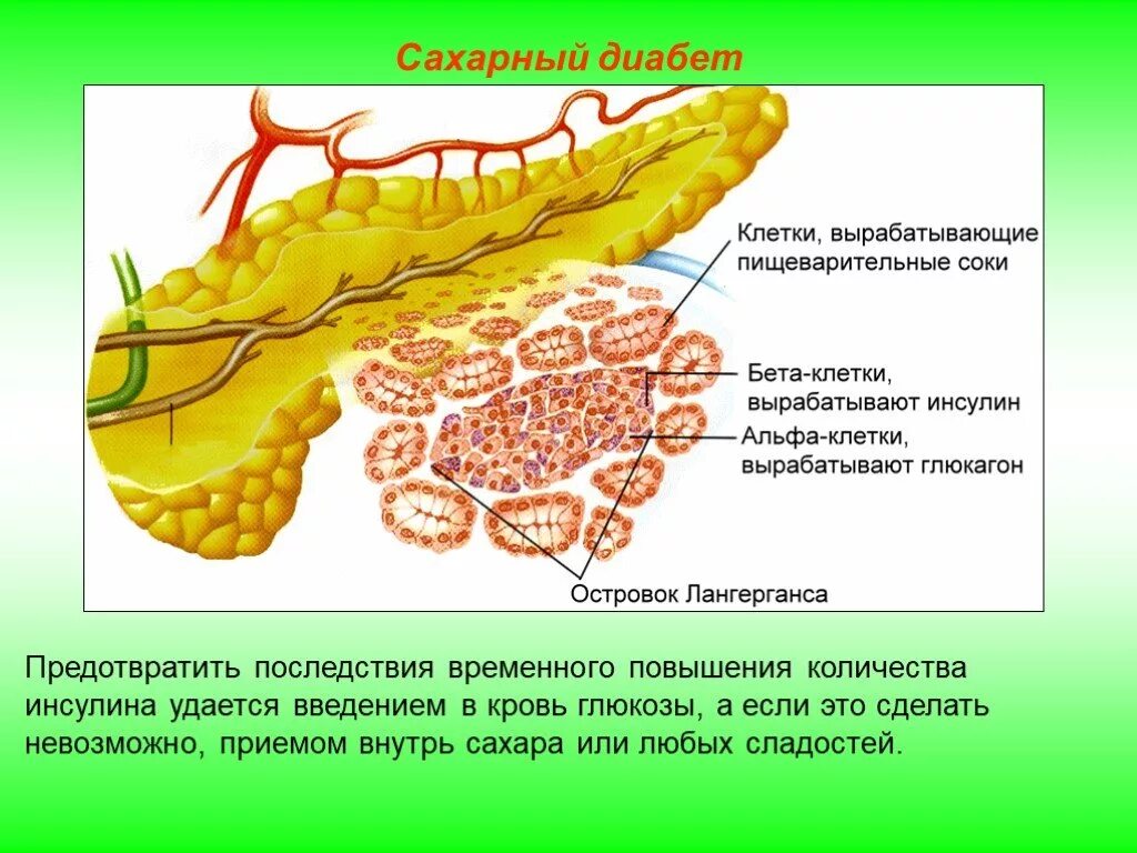 Клетки поджелудочной железы секретируют инсулин. Панкреатические островки Лангерганса гормоны. Островки Лангерганса поджелудочной железы. Инсулин и поджелудочная железа клетки.