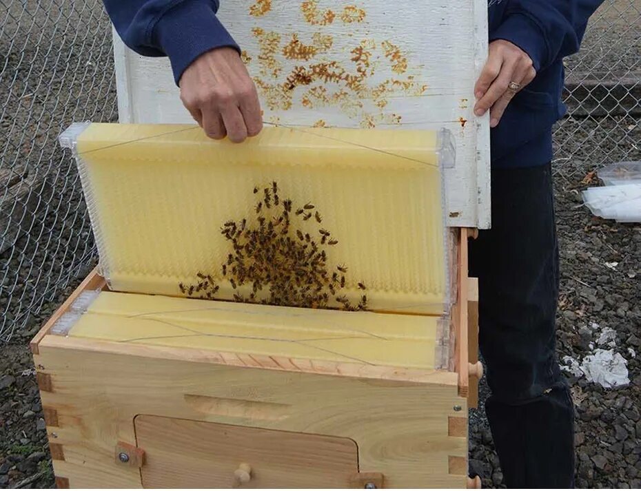 Купить пчелиные рамки. Пластиковые рамки для пчел. Пластиковые улики для пчел. Пластиковый улей для пчел. Современный улей для пчёл.