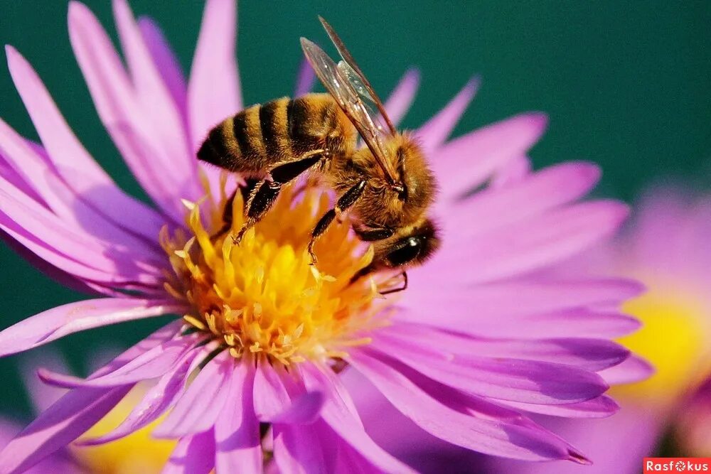Сладкий нектар дименшенс. Сладкая вышивка. Красивый отзыв на ароматические свечи. Сладкий нектар. Вышивка круглая сад.