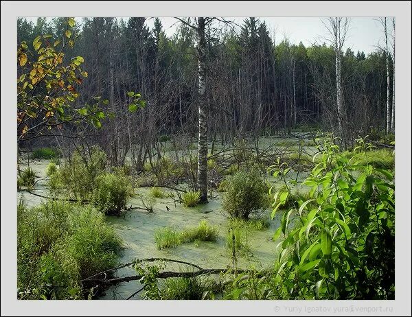 Высохшее болото. Аксаковское болото Ульяновская область. Пересохшее болото. Высохшие болота. Болото пересохло.