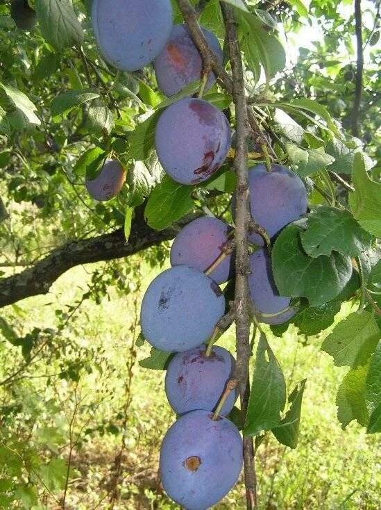 Слива Смолинка. Слива сорт Смолинка. Слива Ренклод синий. Слива Кромань дерево.