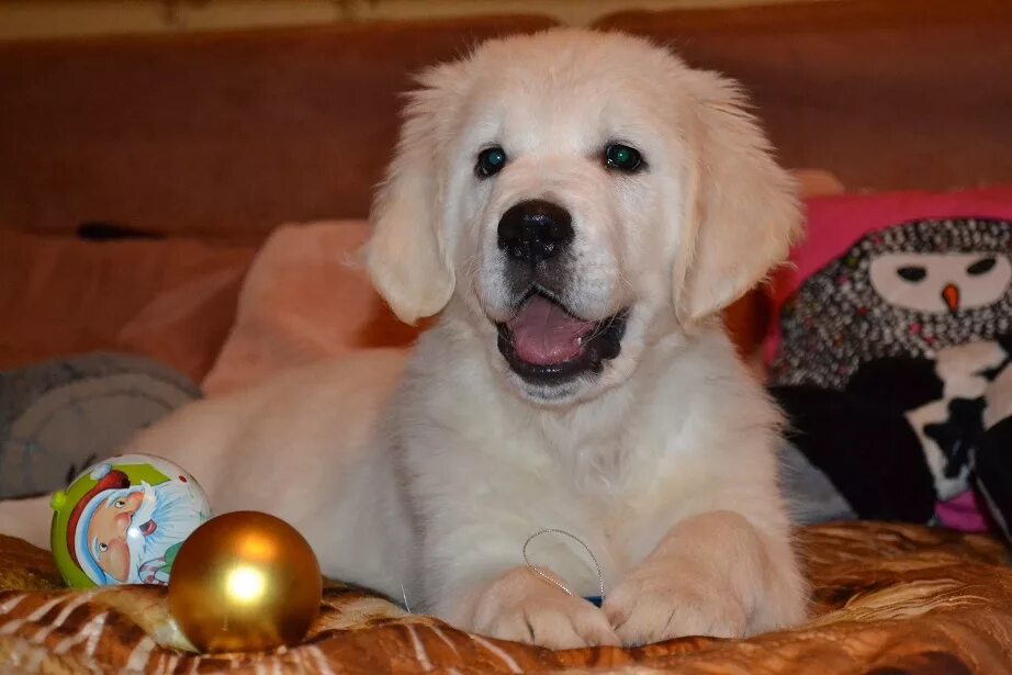 лабби ретривер. золотистый ретривер щенки москва. Golden paws питомник сербия. золотистый ретривер щенок. голден ретривер.