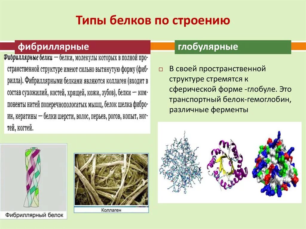 Многообразие белков. Фибриллярные и глобулярные белки структура. Структура белка фибриллярные белки. Строение глобулярных белков. Фибриллярные белки таблица.