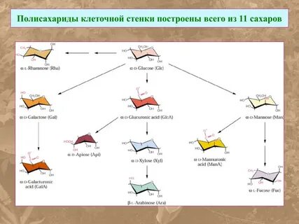 Полисахариды клеточных стенок