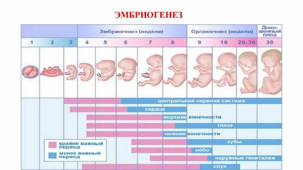 Зародыш эмбрион плод стадии. Эмбриогенез плода. Периодизация на этапе внутриутробного развития плода. Стадии развития эмбриона человека эмбриология. Эмбриогенез плода.