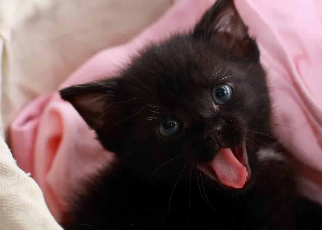 Черный котенок. Черненький котенок. Милые черные котята. Маленький черный котенок. Черные котята в добрые