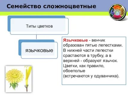 Венчик образуют