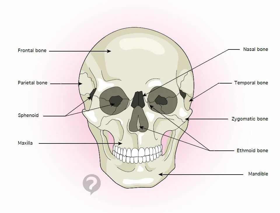 Большие лобные кости. Maxilla Zygomatic. Zygomatic Bone.