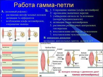 Гамма фактор это