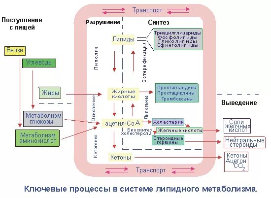 Транспорт белков внутриклеточный. Метаболизм липидов схема. Анаболизм липидов схема. Физиология липидного обмена схема. Катаболизм липидов общая схема процесса.