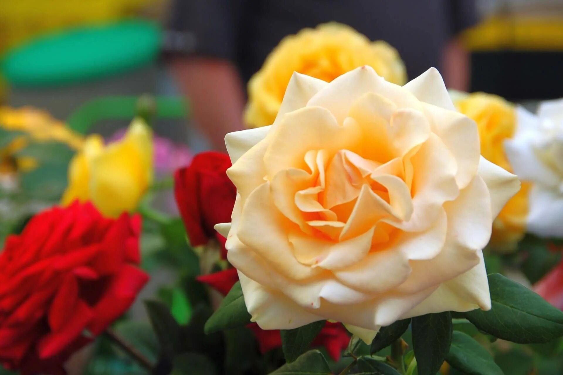 монро цветы. роза мэрилин монро. монро july 4. роза мэрилин монро. монро цветы.