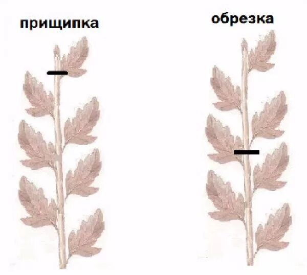 Побег хризантемы. Прищипывание хризантемы. Хризантемы прищипывание схема. Прищипывание побегов. Прищипка верхушки растения.