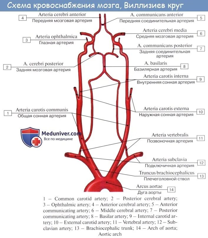 Кровоснабжение головного мозга Виллизиев круг. Схема кровоснабжения артерий головного мозга. Кровообращение мозга. Виллизиев круг.. Ветви позвоночной артерии схема.