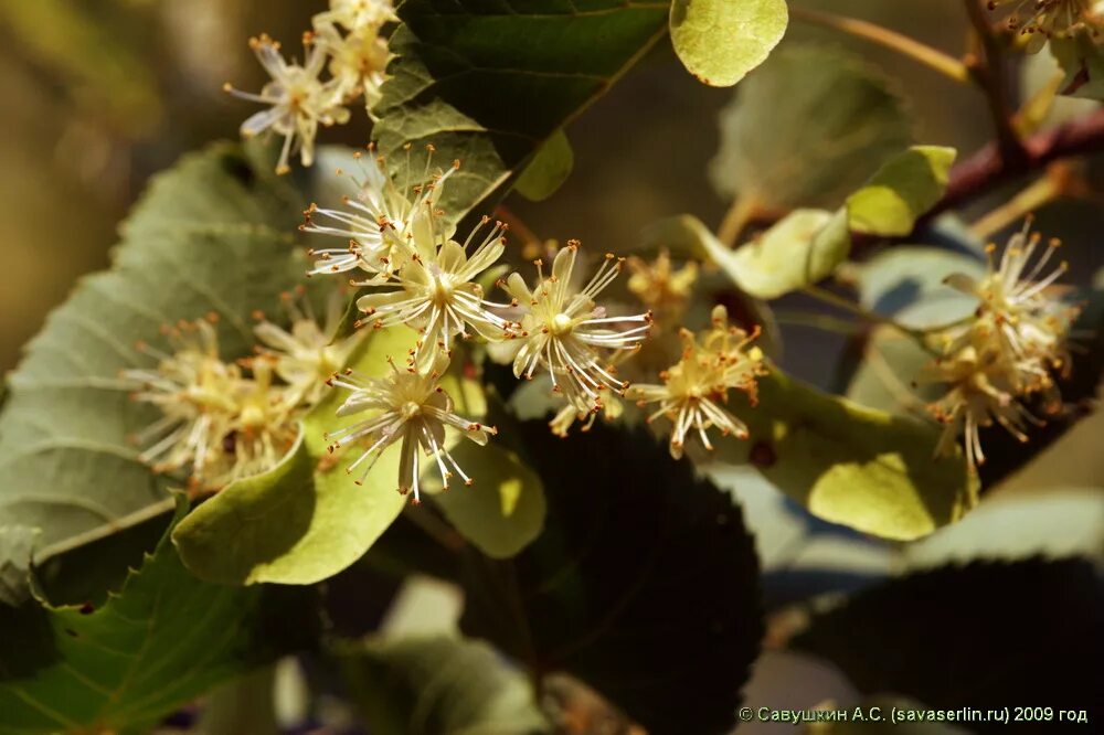 липа мелколистная, сердцевидная (tilia cordata). липа лекарственное растение. липа нащокина красноярск. полезный цветок липы. ыхламур.