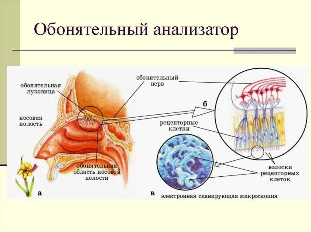 Орган обоняния