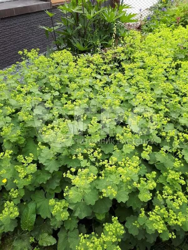 Манжетка сорта. Манжетка. манжетка мягкая (alchemilla mollis). манжетка красночерешковая. манжетка красночерешковая (alchemilla erythropoda).