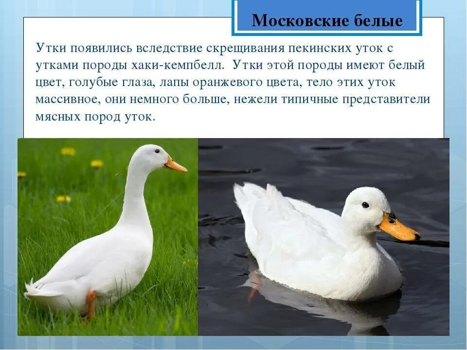 Утки ст 5 отзывы и фото. Утка пекинская широкогрудая. Пекинская порода уток. Утка белая. Московская белая утка.