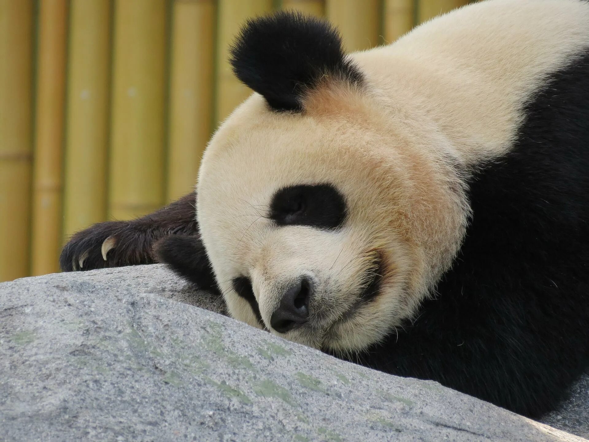 Pandas endangered
