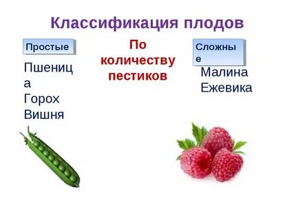 Плод это простыми словами