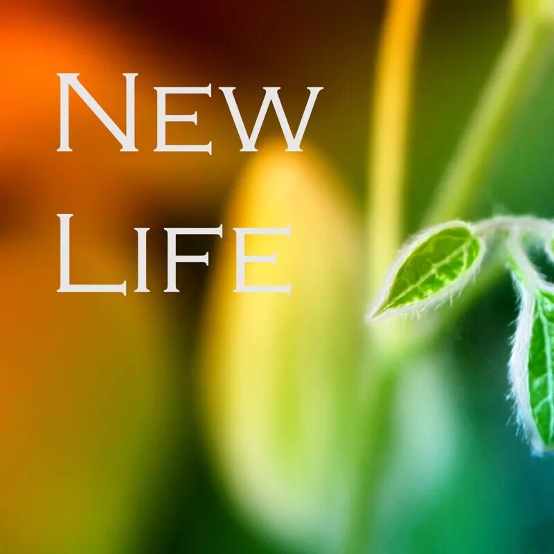 New life на русском. New Life картинки. New Life обложка. New Life надпись. Надписью New Life фото.