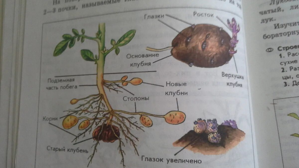 Как развивается клубень картофеля 6 класс. Как развивается клубень картофеля 6 класс