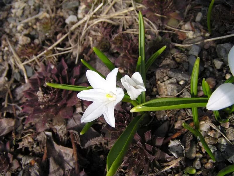 Ранние цветы белого цвета. Хионодокса подснежники. Мелколуковичные первоцветы. Белые луковичные первоцветы.