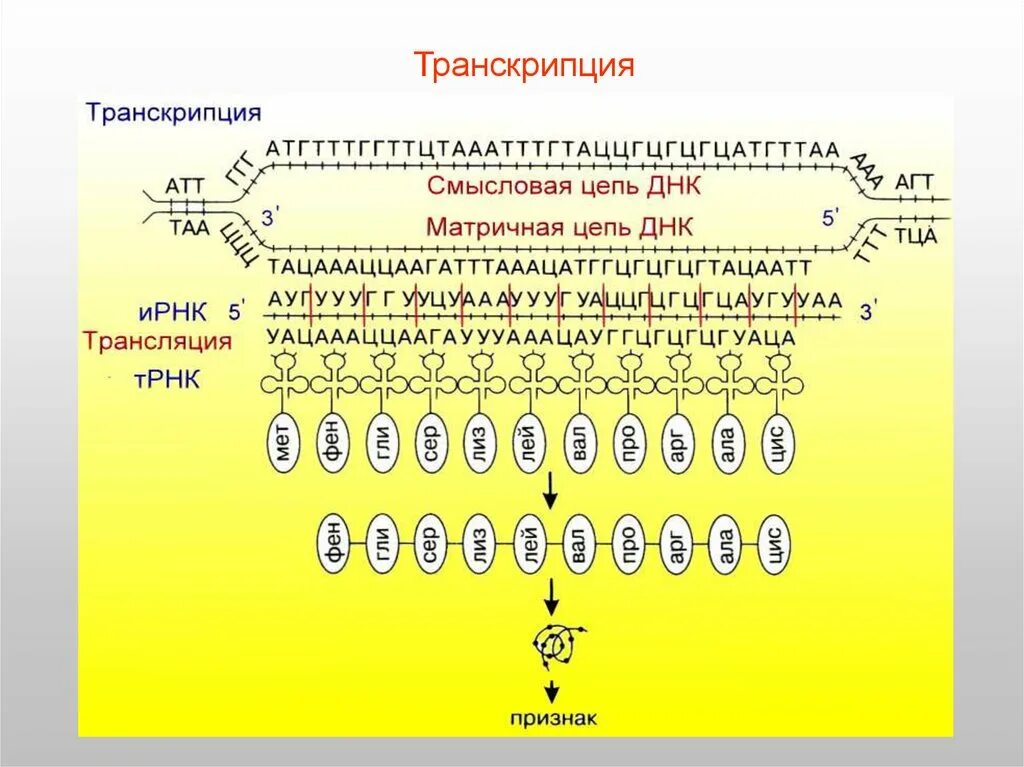 35 транскрипция. Матричная и транскрибируемая ДНК. Матричная транскрибируемая цепь ДНК. Матричная и смысловая цепь ДНК. Задачи на транскрипцию.