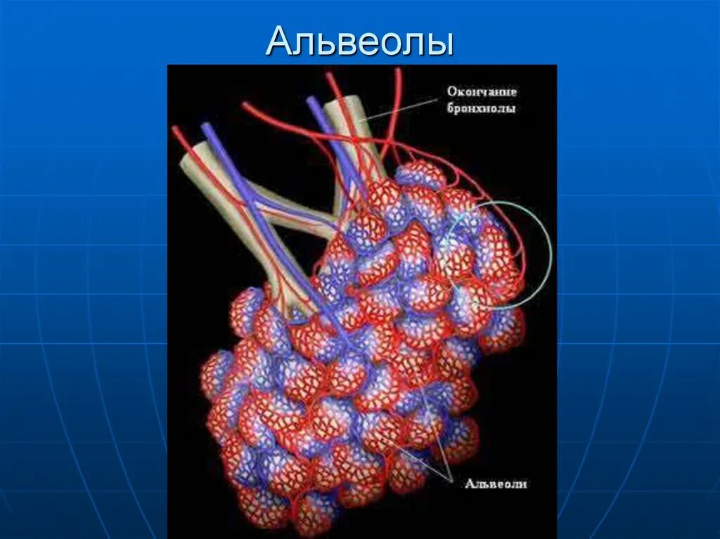 Воздух поступает в альвеолы. Альвеолы. Альвеолы это. Капилляры альвеол. Альвеолы человека.